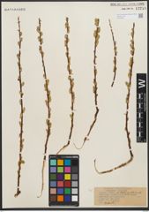 Foto von Salix petiolaris Sm.